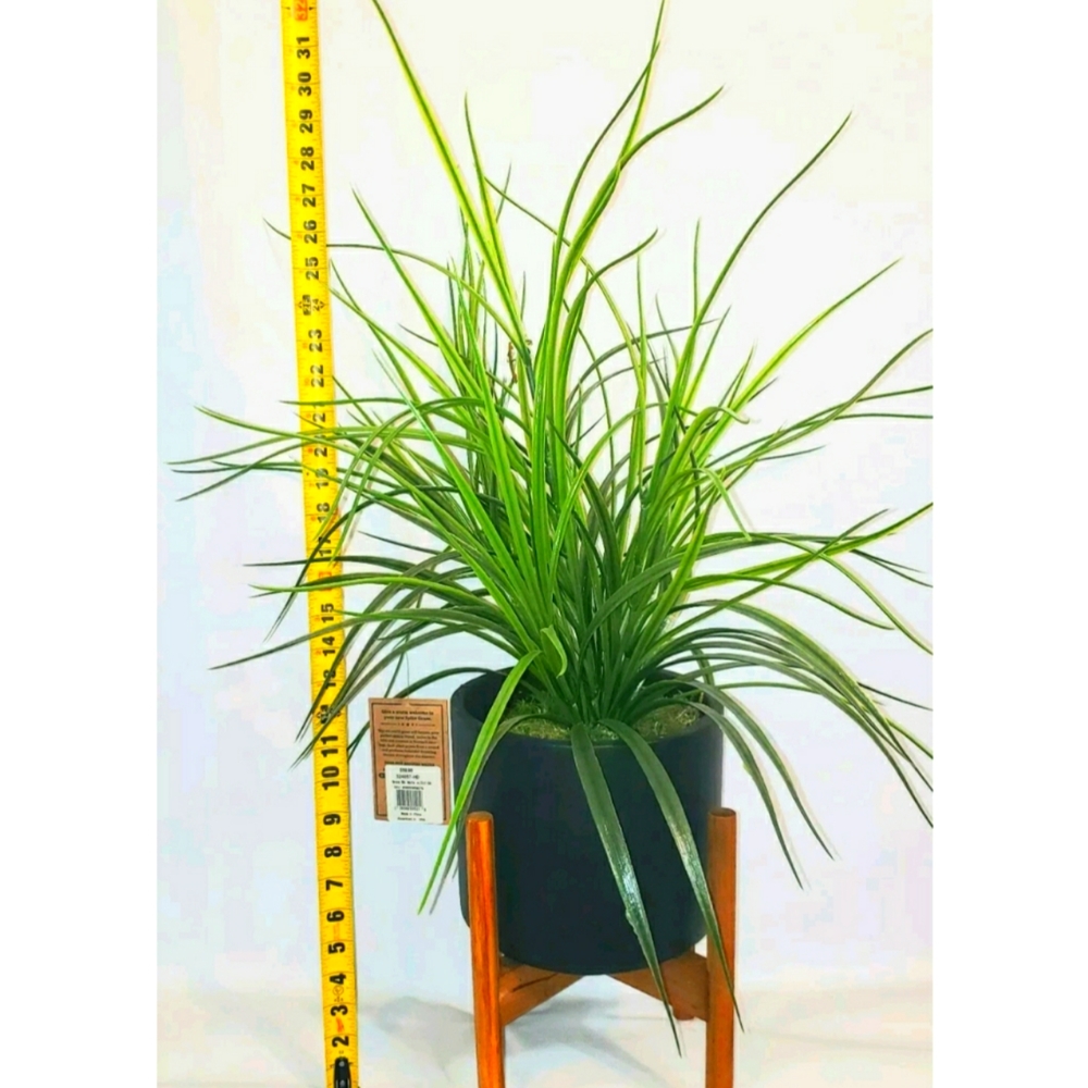 Artificial Spike Grass wooden stand in Ceramic Pot Indoor